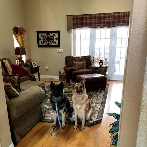 Dog owner practicing training with dog at home