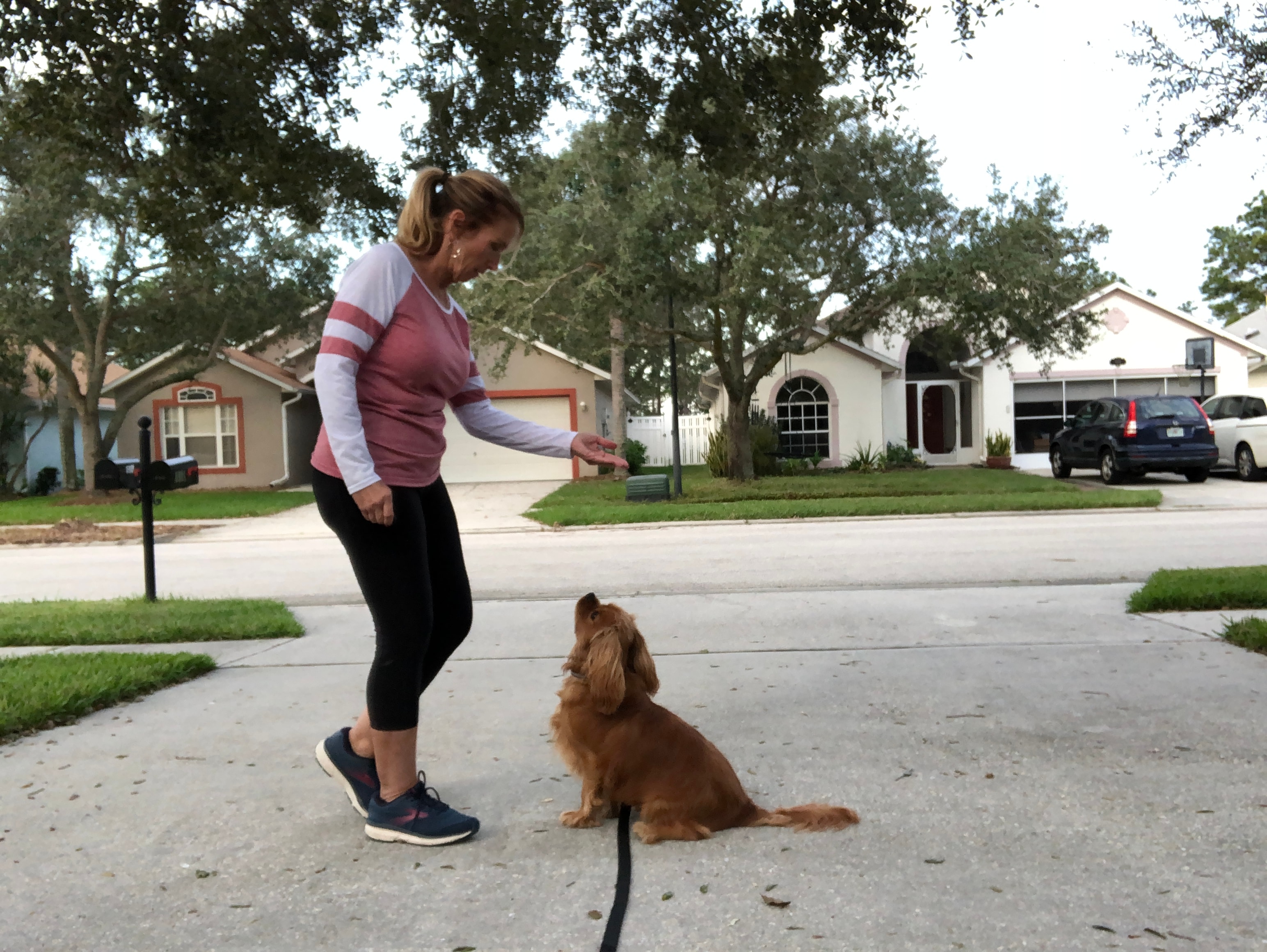 Happy dog focused on treats during home training
