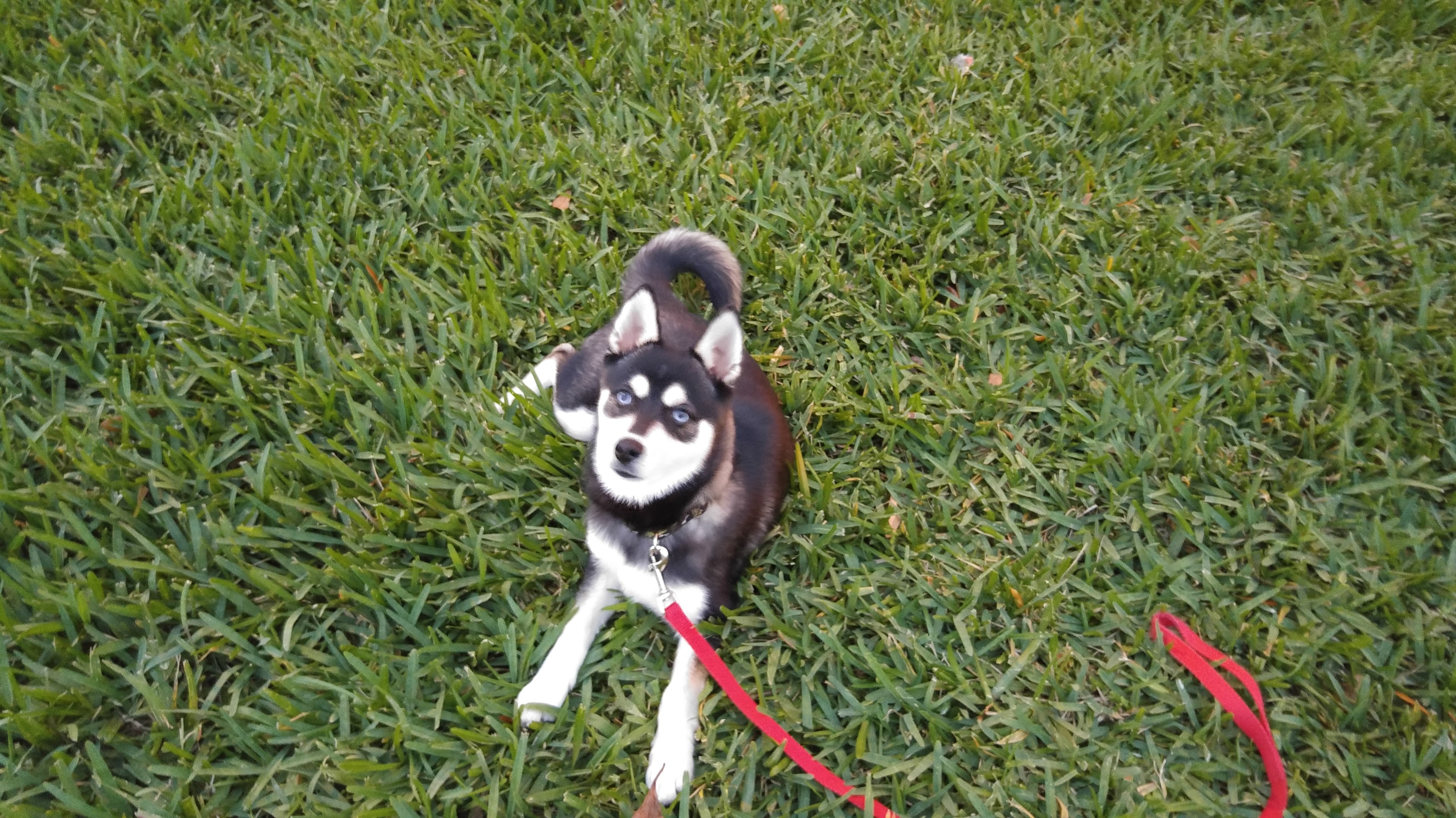 Dog training session