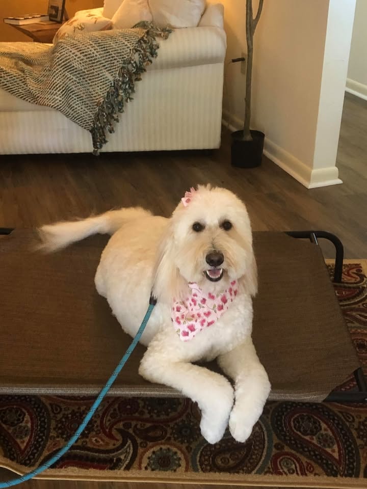 Dog training session