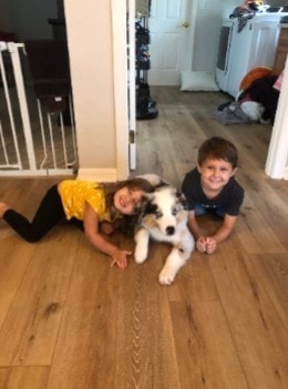 Puppy training session with owner